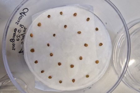 TRAINING AND DISSEMINATION