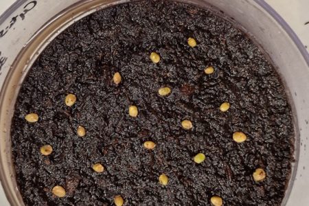 TRAINING AND DISSEMINATION