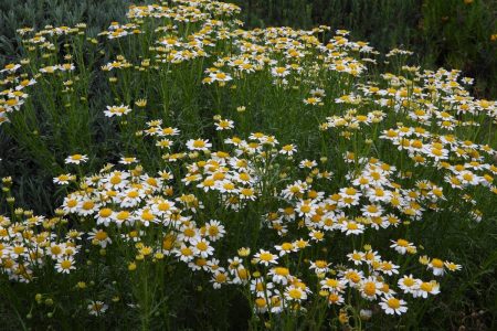 INCREASE IN SEED COLLECTIONS