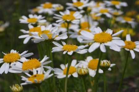 Anthemis_aeolica_2