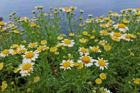 Anthemis_aeolica_3