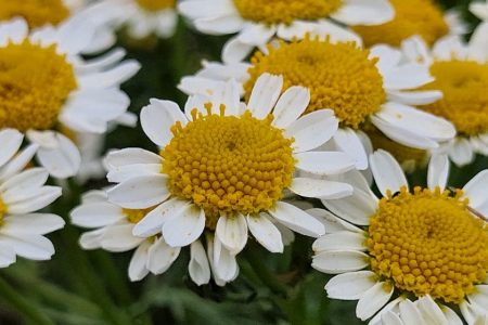 Anthemis_aeolica_4