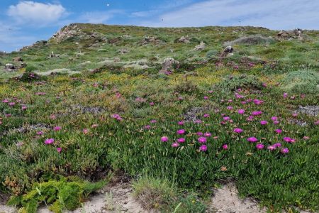 ERADICATION OF INVASIVE ALIEN SPECIES