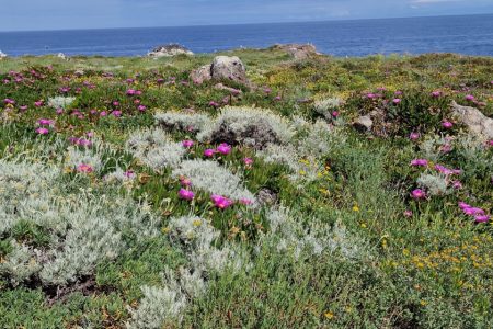 ERADICATION OF INVASIVE ALIEN SPECIES