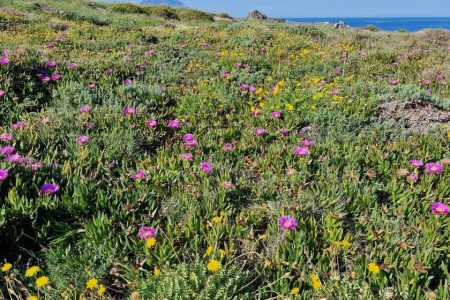 ERADICATION OF INVASIVE ALIEN SPECIES