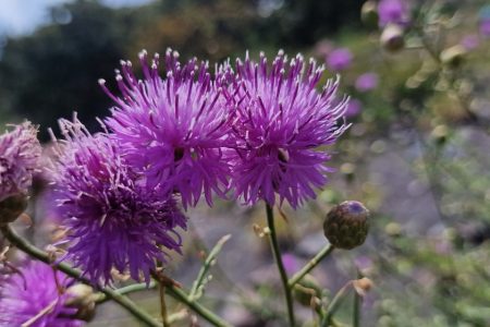 INCREASE IN SEED COLLECTIONS