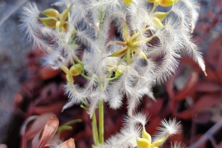 INCREASE IN SEED COLLECTIONS