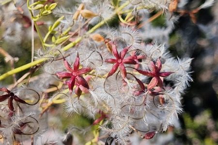 Clematis_flammula_3