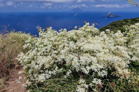 Clematis_flammula_fioritura