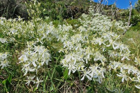 Clematis_flammula_fioritura_2