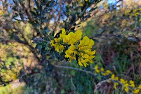 Cytisus_aeolicus