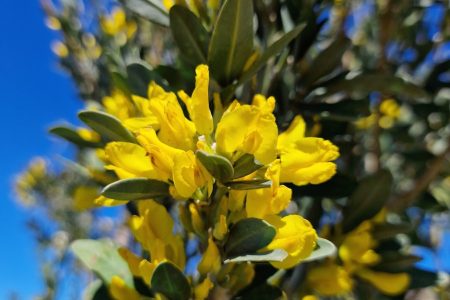 Cytisus_aeolicus_2