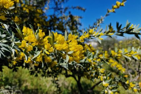 INCREASE IN SEED COLLECTIONS