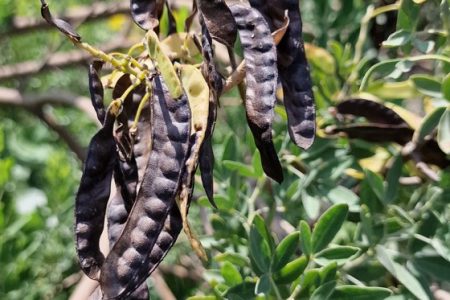 Cytisus_aeolicus_frutti