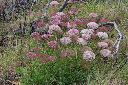 INCREASE IN SEED COLLECTIONS