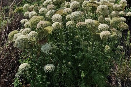 Daucus_foliosus_2