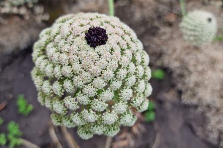 INCREASE IN SEED COLLECTIONS