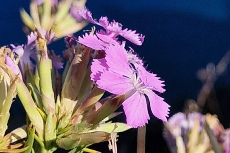 INCREASE IN SEED COLLECTIONS