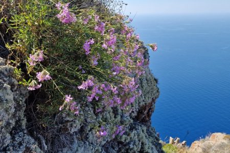 Dianthus_aeolicus_2