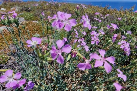 INCREASE IN SEED COLLECTIONS