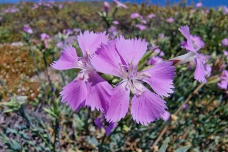 INCREASE IN SEED COLLECTIONS