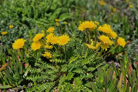 INCREASE IN SEED COLLECTIONS