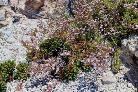 Limonium_minutiflorum