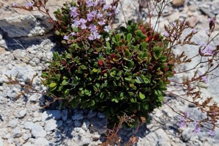 Limonium_minutiflorum_2