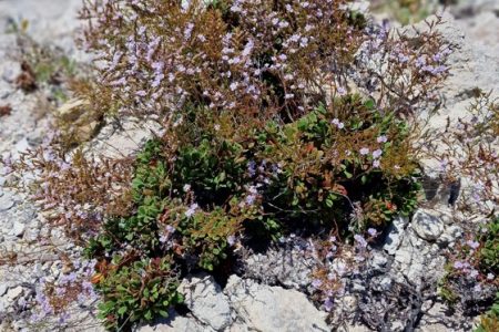 Limonium_minutiflorum_3