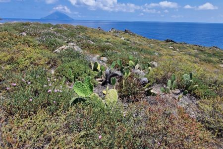 ERADICATION OF INVASIVE ALIEN SPECIES