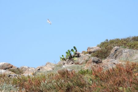 ERADICATION OF INVASIVE ALIEN SPECIES