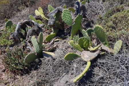 ERADICATION OF INVASIVE ALIEN SPECIES