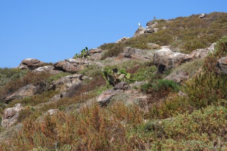 ERADICATION OF INVASIVE ALIEN SPECIES