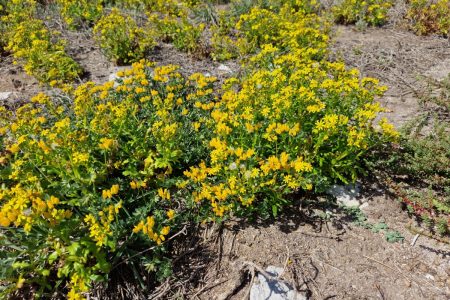 Senecio leucanthemifolius_2