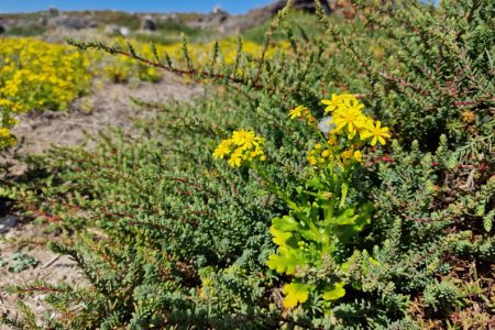 Senecio leucanthemifolius_3