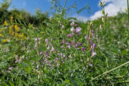 Vicia_altissima