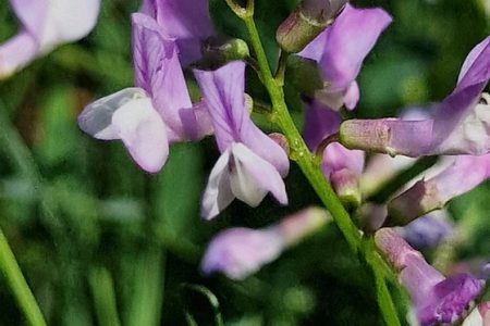 INCREASE IN SEED COLLECTIONS