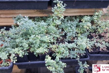 Coronilla valentina