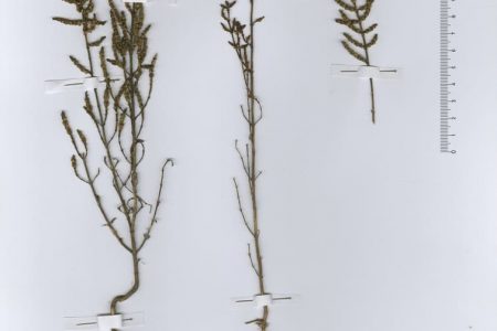 Salicornia patula (Moric.) Duval-Jouve