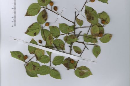 Celtis tournefortii subsp. aetnensis (Tornab.) Raimondo & Schicchi