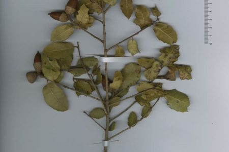 Quercus calliprinos Webb