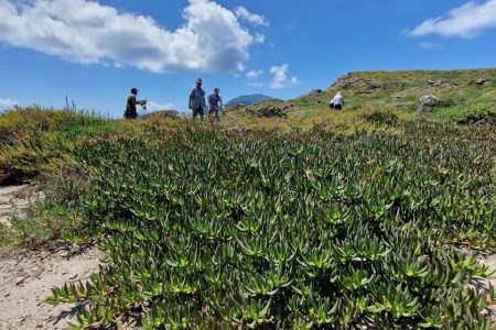 ERADICATION OF INVASIVE ALIEN SPECIES