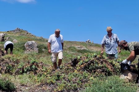 ERADICATION OF INVASIVE ALIEN SPECIES