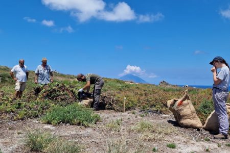 ERADICATION OF INVASIVE ALIEN SPECIES
