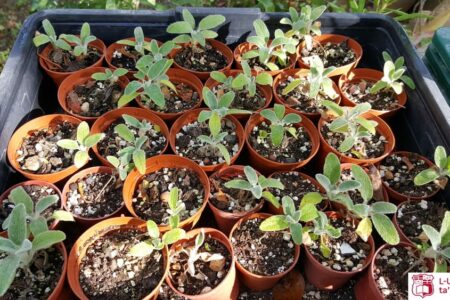 Phlomis fruticosa