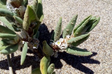 polygonum-maritimum-l