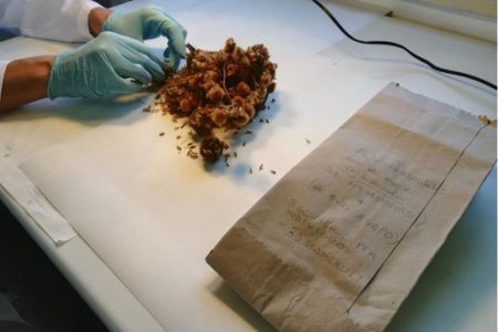 preparazione-materiale-propagazione-01