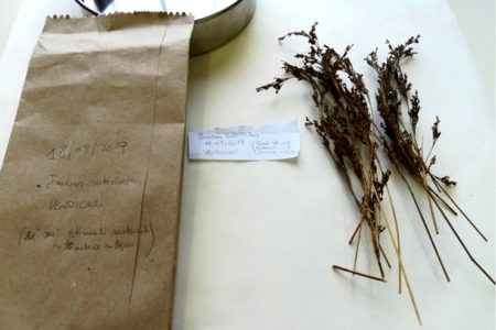 preparazione-materiale-propagazione-02