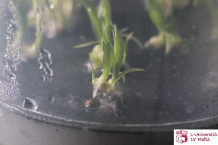 propagazione-orchidee-malta-10