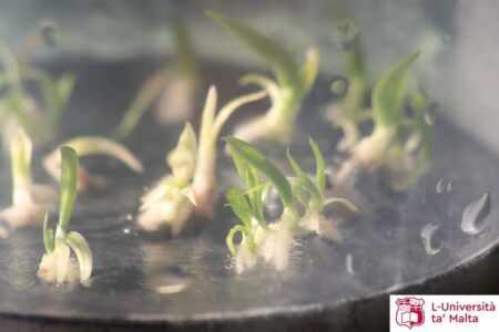 propagazione-orchidee-malta-11